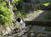 273. Gatto di Anticoli, gioved 22 novembre 2012.