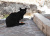 206. Gatto di Arcinazzo Romano luned 11 luglio 2011.