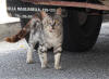 207. Gatto di Arcinazzo Romano luned 11 luglio 2011.