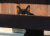 221. Gatto di Camerata Nuova venerd 29 luglio 2011.