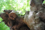 120. Sotto la "zampa" imponente del grande albero.