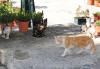 260. Gatti di Canterano, domenica 16 settembre 2012.