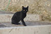 77. Gatto di Canterano, luned� 2 agosto 2010.