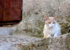 79. Gatto di Rocca Canterano, luned 2 agosto 2010.