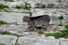 88. Gatto di Orvinio, luned 30 agosto 2010.