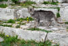 90. Gatto di Orvinio, luned 30 agosto 2010.