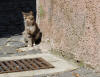 125. Gatto di Marano Equo domenica 15 maggio 2011.