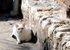 133. Gatto di Olevano Romano marted 26 luglio 2011.