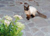 239. Gatto di San Gregorio da Sassola mercoled 17 agosto 2011.