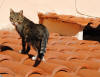 121. Gatti di Saracinesco sabato 19 febbraio 2011.