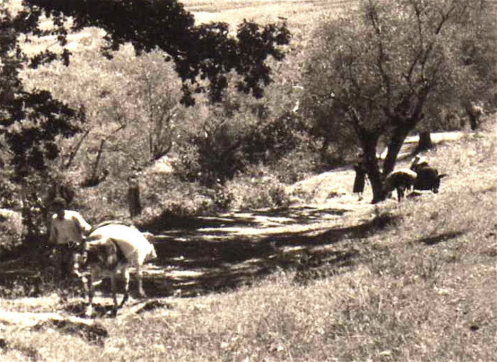 1b. Ingrandimento della foto 1.