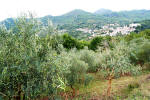 Gli ulivi di Pietro e Doria. Sullo sfondo Arsoli, con il suo castello: un panorama stupendo nell'intatta natura della Valle dell'Aniene.