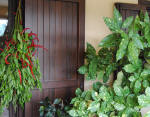 La piccante accoglienza, sulla porta di casa, di un bel grappolone di peperoncini. Anchessi, come tutto il resto, di produzione propria.