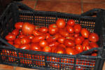 Pomodori freschi, saporitissimi...