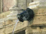 25. Cinghiale sputa-acqua.