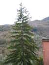 Anticoli Corrado