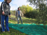 1. Si dispone sotto il primo albero il telo su cui cadranno le olive.