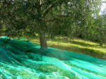 2. Lartificiale turchino del telo fa un bel contrasto con le mille sfumature del verde naturale.