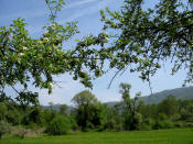 5. I rami degli alberi, intrecciandosi, creano archi naturali e... naturali cornici per le fotografie.