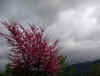 Cielo_466.jpg (83899 byte)