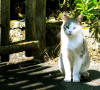 65. Gatto di Marano Equo fotografato da Claudia Proietti il 3 giugno 2005.