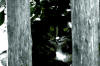 66. Gatto di Marano Equo fotografato da Claudia Proietti il 3 giugno 2005.