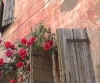 175. Rose di maggio.
