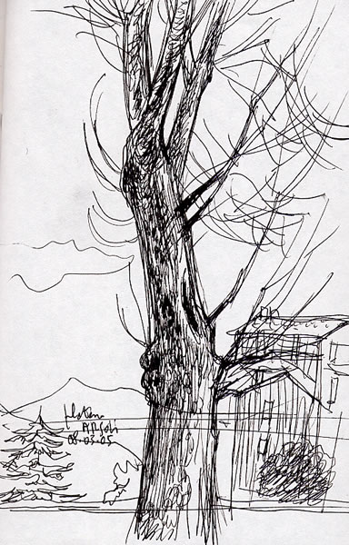 Arsoli, platano - disegno di Eclario Barone - 8 marzo 2005.
