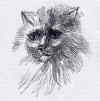 Gatto, 2005
