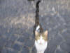109. Gatto di Anticoli che punta il pesce di Fernando, mercoled 29 settembre 2010.