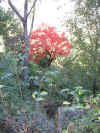16. Il colore dell'Autunno.