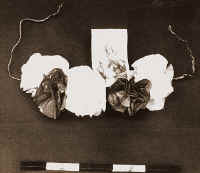 359. Rse e ssandnu (rose con santino) di Guerrino Tacchia, de Guirro. Provenienti da Vallepietra. Carta colorata e fil di ferro, 1994, alt. cm 9, lungh. cm 56. I devoti di Roviano ripetono il pellegrinaggio a Vallepietra, come nel passato, a luglio. Partono nel pomeriggio del 24 e, attraversando i monti tra Cervara, Camerata Nuova e Vallepietra, arrivano al santuario il 25. Ripartono il pomeriggio e tornano in paese alle 12 del 26. Molti vanno anche in pullman e con le auto. Fino agli anni 60 molti contadini facevano il viaggio con gli asini, oggi  presente solo qualche cavallo. A Roviano non vanno in pellegrinaggio alla Trinit, ma di fatto lo sostituiscono con quello per SantAnna, ritenuta protettrice delle donne incinte e partorienti ma implorata anche dalle donne sterili e da chiunque voglia qualcosa. La cappella di SantAnna fu scavata nella roccia, alla fine del secolo XIX, per interessamento dellabate del santuario, Salvatore Mercuri.