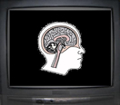 Il cervello dopo un certo tempo brucia? Forse s...
