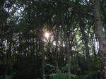 5. Il bosco che sembra uscito da una fiaba.