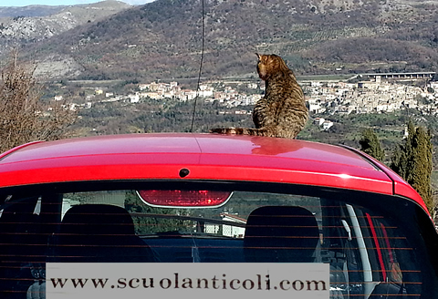 242/1000, La gatta di ScuolAnticoli, 23 febbraio 2014.