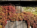 5/1000, "Autunno sulla via Romana", 26 ottobre 2006.