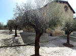 31/1000, "Ulivi a San Pietro", Anticoli Corrado, 21 aprile 2013.