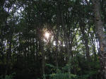 44/1000, "Il bosco a Vivaro", 8 agosto 2009.