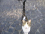 112/1000, Gatto di piazza delle Ville. Anticoli Corrado, 29 settembre 2010.