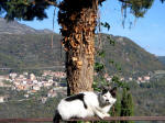 124/1000, "Gatto di frontiera". Tra Anticoli Corrado e Roviano il 14 novembre 2011.