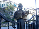203/1000, Gatta di via Torresini. Anticoli Corrado, 29 novembre 2013.