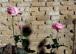 328/1000, Rose d'ottobre. Anticoli Corrado, 20 ottobre 2014.