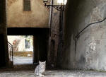 342/1000, Gatto anticolano, 18 novembre 2014.