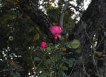 343/1000, Rose (rivolte a nord) del 23 novembre (a 600 metri s.l.m.). Anticoli Corrado, 23 novembre 2014.