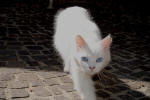 357/1000, Gatto di Roiate, 11 luglio 2011.