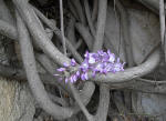 385/1000, Fiori nel giardino di Grazia Deledda. Sardegna, foto di Bianca di Arsoli, 13 aprile 2011.