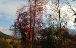 438/1000, Autunno anticolano, 27 ottobre 2011.