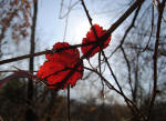 445/1000, Campagna anticolana, 8 marzo 2012.
