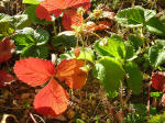 475/1000, Autunno. Fotografia di Alice, Anticoli Corrado, 30 novembre 2006.