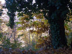 476/1000, Autunno. Fotografia di Silvia, Anticoli Corrado, 30 novembre 2006.